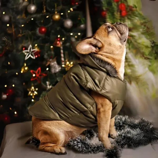 Sea_Green_Nylon_,_Wool_&_Cotton_Premium_&_Elegant_Plain_Waterproof_Winter_Jacket_For_Dog