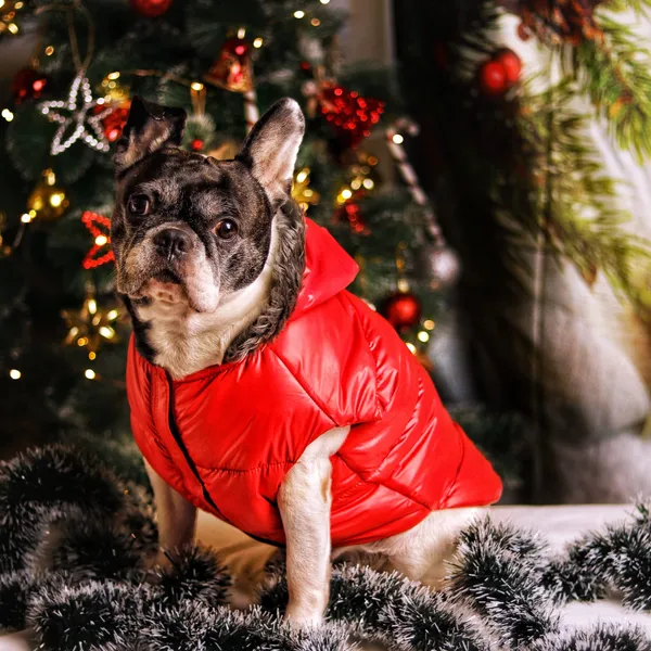 DogsMart_Dog_Winter_Jackets_Waterproof_And_Lightweighted_Puffer_Dog_Clothes