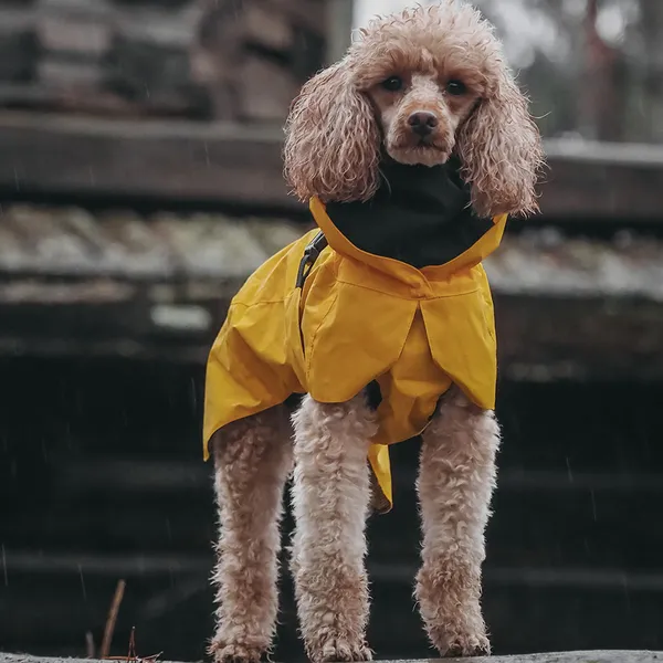 Waterproof_Dog_Raincoat_with_Hood___Reflective,_Lightweight_Pet_Rain_Gear