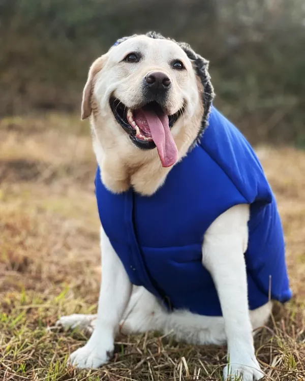 DogsMart_Dog_Winter_Jackets_Waterproof_And_Lightweighted_Puffer_Dog_Clothes