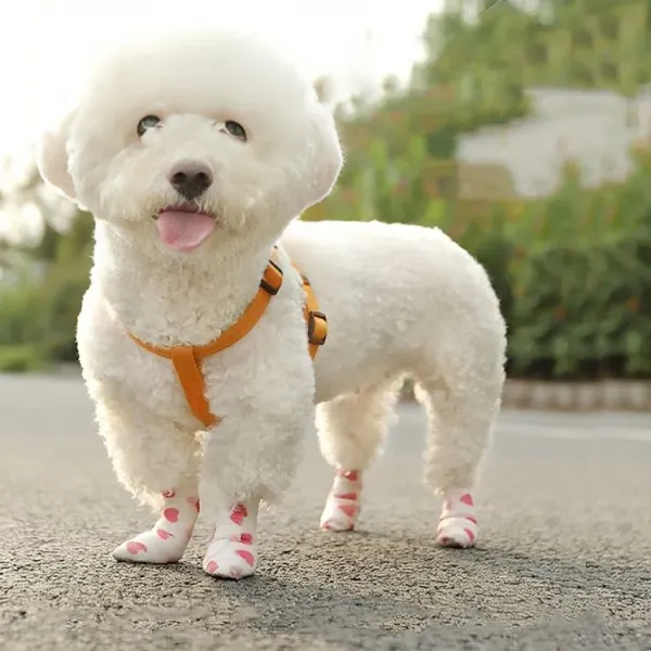 Pack_of_2_-_Cotton_Premium_&_Elegant_Self_Adhesive_Bandage_Wrap_For_Dog_walking_and_injury_