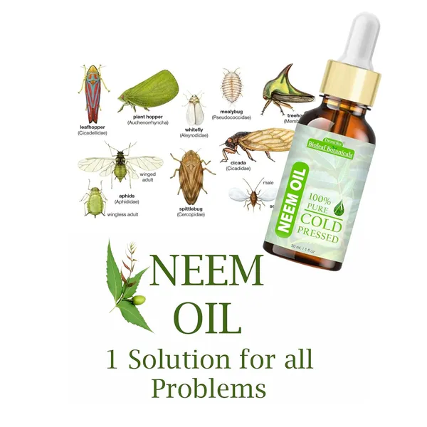 Bioleaf_Botanicals_Cold_Pressed_100%_Pure_Neem_Oil_For_Skin_&_Hair_|_Fresh_&_Ayurvedic,_Zero_Preservatives_|_Body_Massage_Oil,_Hair_Oil_-_(30_Ml)