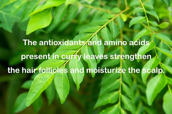 Curry_Leaves_Biotin_&_Mandarin_Natural_Conditioner_|_For_Split_End_|_No_Sulfates,No_Paraben_|_200_ml