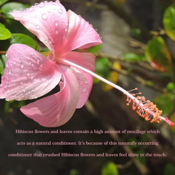 Hibiscus_&_Ceramides_Conditioner_|_For_Frizzy_Hair_|_200_ml