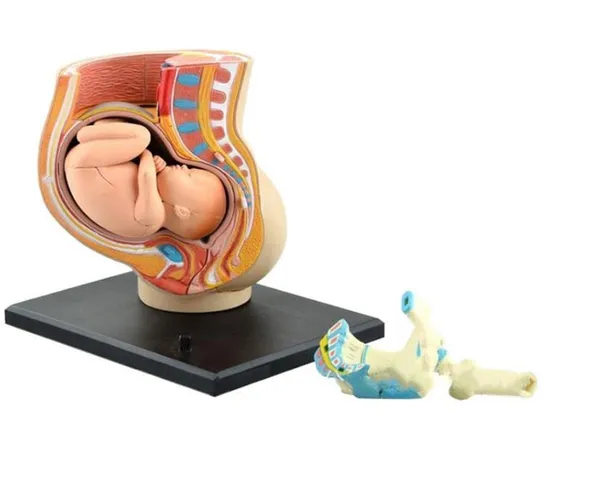 Human_Women_Pregnant_Pelvis_Teaching_Resources_Anatomical_Section_Model_Sets_with_Baby_Fetus_Assembled_Science_Toy_School_Lab_–_Size:_115x95x103mm