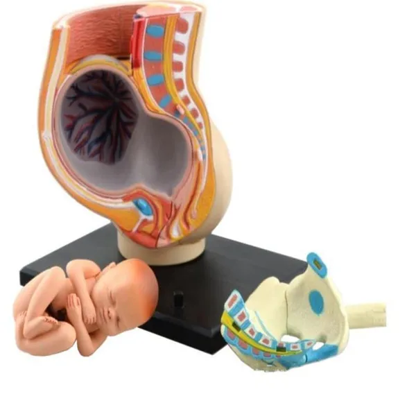 Human_Women_Pregnant_Pelvis_Teaching_Resources_Anatomical_Section_Model_Sets_with_Baby_Fetus_Assembled_Science_Toy_School_Lab_–_Size:_115x95x103mm