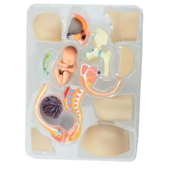 Human_Women_Pregnant_Pelvis_Teaching_Resources_Anatomical_Section_Model_Sets_with_Baby_Fetus_Assembled_Science_Toy_School_Lab_–_Size:_115x95x103mm