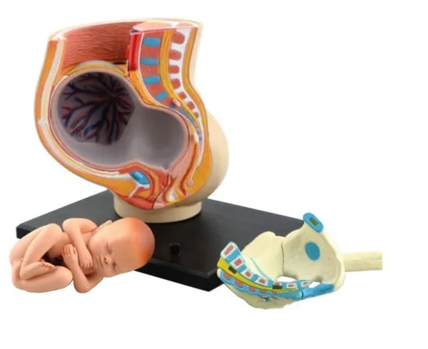 Human_Women_Pregnant_Pelvis_Teaching_Resources_Anatomical_Section_Model_Sets_with_Baby_Fetus_Assembled_Science_Toy_School_Lab_–_Size:_115x95x103mm