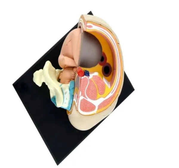 Human_Women_Pregnant_Pelvis_Teaching_Resources_Anatomical_Section_Model_Sets_with_Baby_Fetus_Assembled_Science_Toy_School_Lab_–_Size:_115x95x103mm