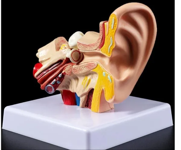 Human_Ear_Anatomy_Model_Organ_for_Medical_Teaching_Supplies_Professional_teaching.