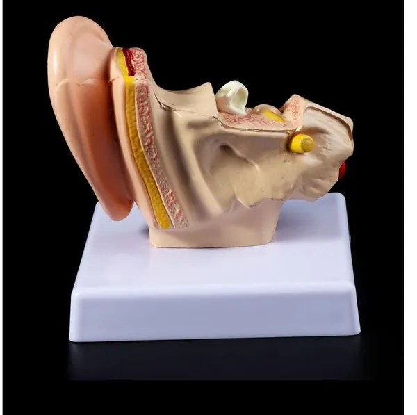 Human_Ear_Anatomy_Model_Organ_for_Medical_Teaching_Supplies_Professional_teaching.