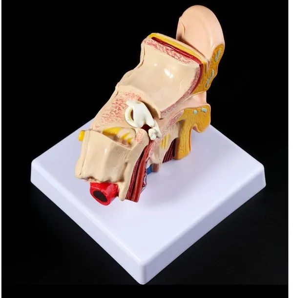 Human_Ear_Anatomy_Model_Organ_for_Medical_Teaching_Supplies_Professional_teaching.