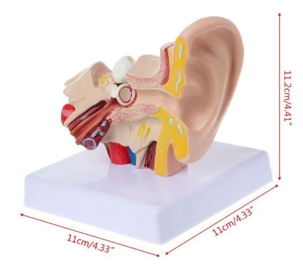 Human_Ear_Anatomy_Model_Organ_for_Medical_Teaching_Supplies_Professional_teaching.