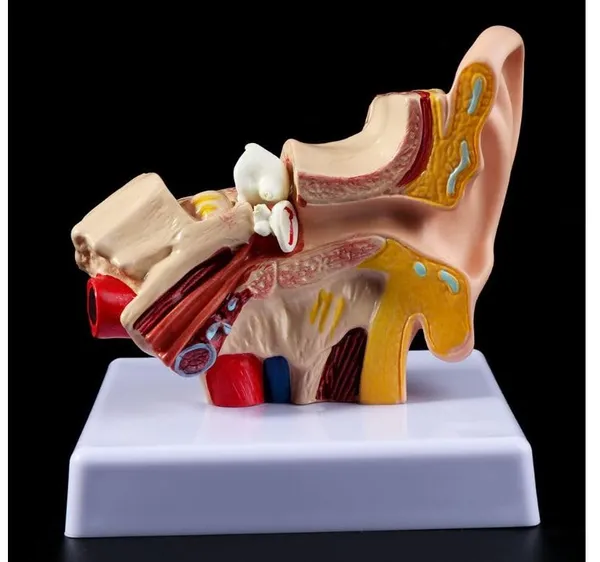 Human_Ear_Anatomy_Model_Organ_for_Medical_Teaching_Supplies_Professional_teaching.