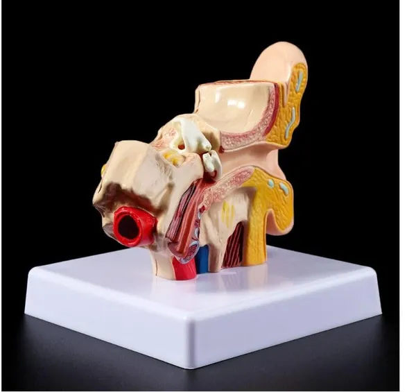 Human_Ear_Anatomy_Model_Organ_for_Medical_Teaching_Supplies_Professional_teaching.