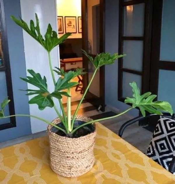 Beige_Jute_And_Cotton_Pot_Bag,_Beige,_Medium,_1_Piece