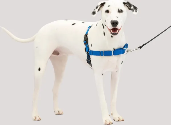 Blue_Premium_No-Pull_Dog_Harness_With_Leash_|_Adjustable,_Comfortable,_And_Durable_|_Stop_Pulling_Instantly_|_Front-Leash_Attachment_For_Easy_Control_For_Dogs