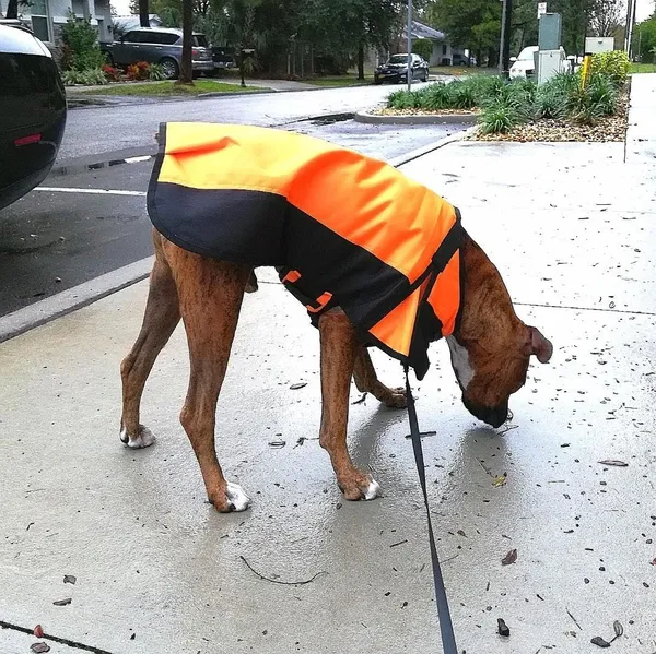 Orange_600D_Ripstop_Waterproof_Winter_Dog_Jacket_|_Winter_Cloth_Warm_Coats_For_Pets_Cold_Weather
