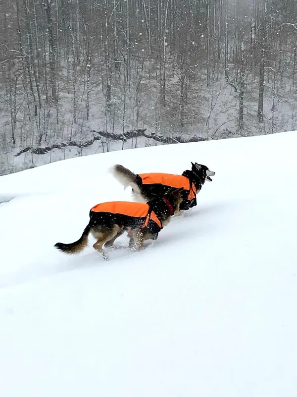 Orange_600D_Ripstop_Waterproof_Winter_Dog_Jacket_|_Winter_Cloth_Warm_Coats_For_Pets_Cold_Weather