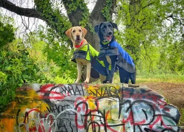 Orange_600D_Ripstop_Waterproof_Winter_Dog_Jacket_|_Winter_Cloth_Warm_Coats_For_Pets_Cold_Weather