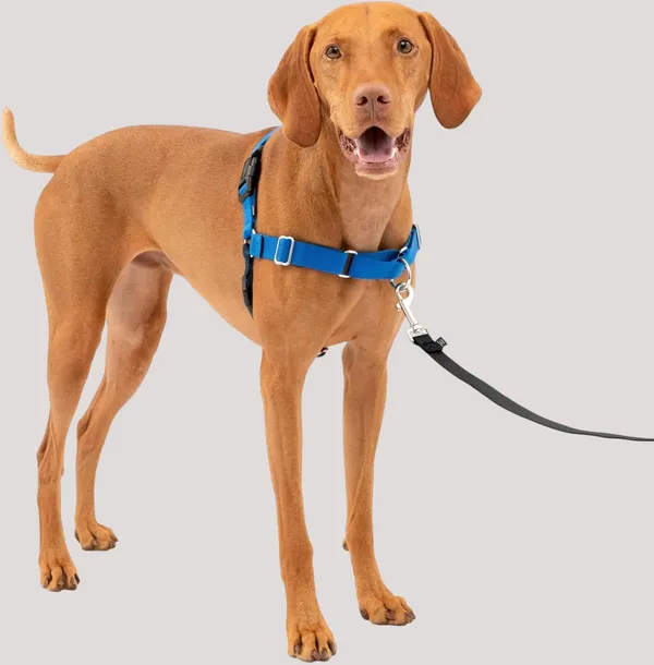 Blue_Premium_No-Pull_Dog_Harness_With_Leash_|_Adjustable,_Comfortable,_And_Durable_|_Stop_Pulling_Instantly_|_Front-Leash_Attachment_For_Easy_Control_For_Dogs