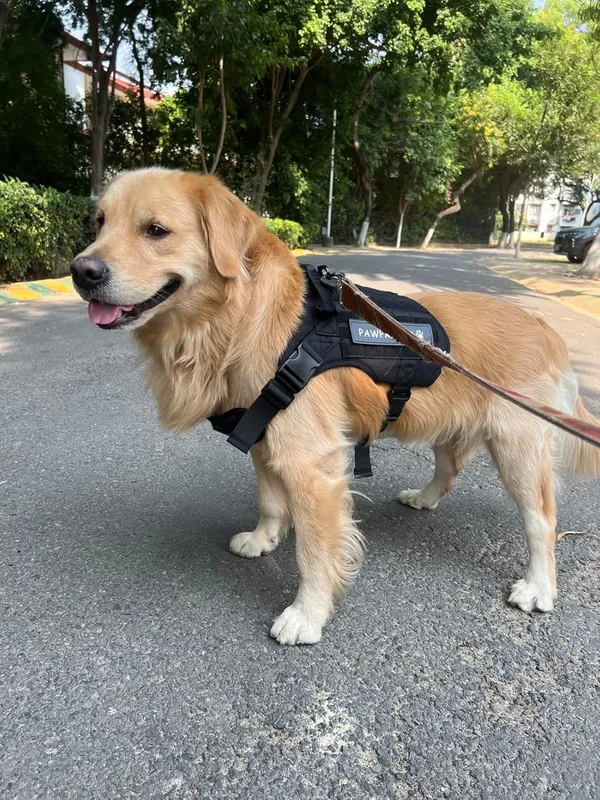 Customized_Dog_Harness_with_Leash,_Personalized_Dog_Vest_Tactical_Harness,_No_Pull,_Adjustable