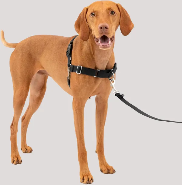 Black_Premium_No_Pull_Dog_Harness_With_Leash_|_Adjustable_Halter_Harness_|_Stop_Pulling_Instantly_|_Front-Leash_Attachment_For_Easy_Control_For_Dogs
