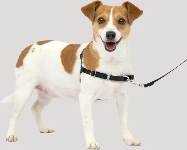 Black_Premium_No-Pull_Dog_Harness_With_Leash_|_Adjustable_Halter_Harness_|_Stop_Pulling_Instantly_|_Front-Leash_Attachment_For_Easy_Control_For_Dogs