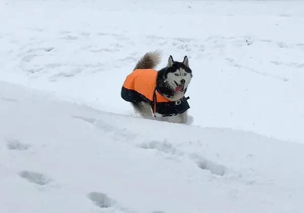 Orange_600D_Ripstop_Waterproof_Winter_Dog_Jacket_|_Winter_Cloth_Warm_Clothes_Cold_Weather_Coats_For_Pets