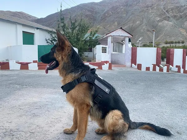 Customized_Pet_Name_Tactical_No_Pull_Dog_Harness_With_Rope_Leash