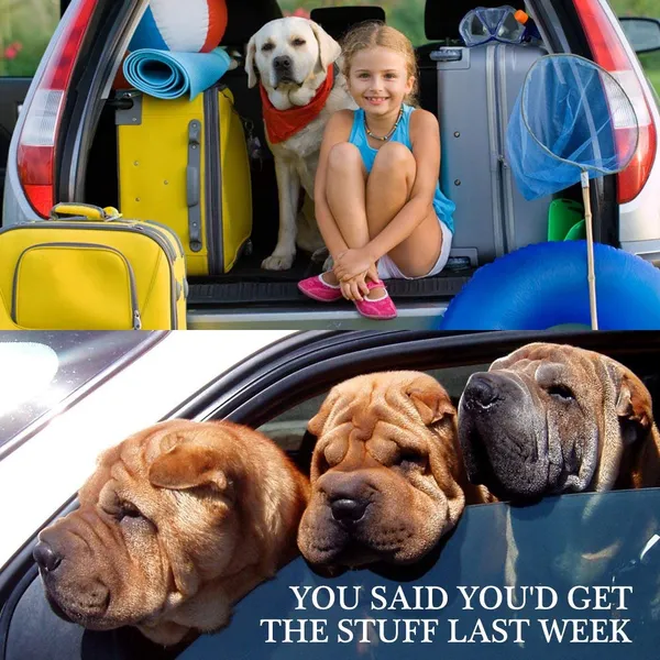 Black_Dog_Seat_Belt,_Pet_Dog_Cat_Car_Seat_Belt_Harness_Safety_-_Adjustable_Safety_Belt_Pet_Leash_45-70Cm_Pack_2