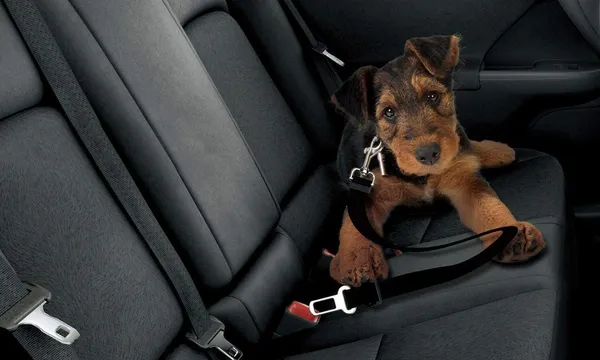 Black_Dog_Seat_Belt,_Pet_Dog_Cat_Car_Seat_Belt_Harness_Safety_-_Adjustable_Safety_Belt_Pet_Leash_45-70Cm_Pack_2