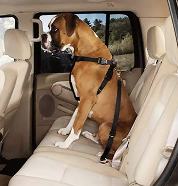 Black_Dog_Seat-Belt,_Adjustable_Nylon_Vehicle_Tether_For_Pets,_Cat_Car_Restraint_Lead_Pack_Of_2,
