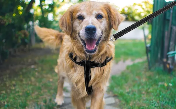 Black_No_Pull_Dog_Harness_|_Step_In_Reflective_Dog_Collar_Harness_And_Leash_Combo_For_Dogs_-_Leash_+_Harness