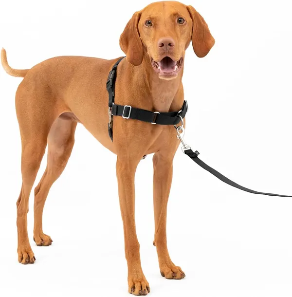 Black_Premium_No_Pull_Dog_Harness_With_Leash_|_Adjustable_Halter_Harness_|_Stop_Pulling_Instantly_|_Front-Leash_Attachment_For_Easy_Control_For_Dogs