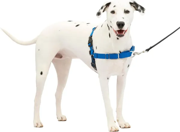 Blue_Premium_No-Pull_Dog_Harness_With_Leash_|_Adjustable,_Comfortable,_And_Durable_|_Stop_Pulling_Instantly_|_Front-Leash_Attachment_For_Easy_Control_For_Dogs