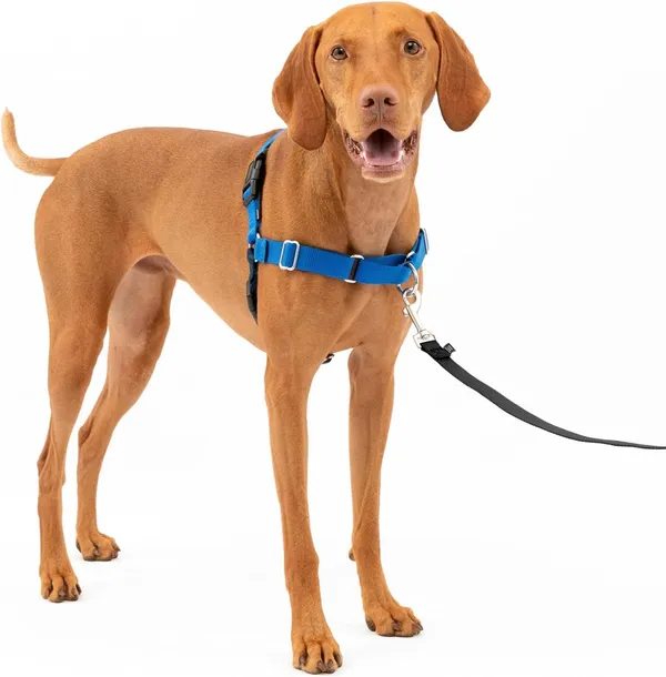 Blue_Premium_No-Pull_Dog_Harness_With_Leash_|_Adjustable,_Comfortable,_And_Durable_|_Stop_Pulling_Instantly_|_Front-Leash_Attachment_For_Easy_Control_For_Dogs