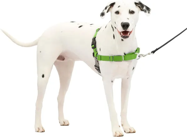 Green_Premium_No-Pull_Dog_Harness_With_Leash_|_Adjustable_Halter_Harness_|_Stop_Pulling_Instantly_|_Front-Leash_Attachment_For_Easy_Control_For_Dogs
