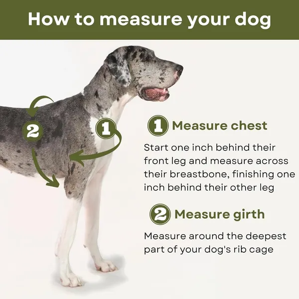 Green_Premium_No-Pull_Dog_Harness_With_Leash_|_Adjustable_Halter_Harness_|_Stop_Pulling_Instantly_|_Front-Leash_Attachment_For_Easy_Control_For_Dogs