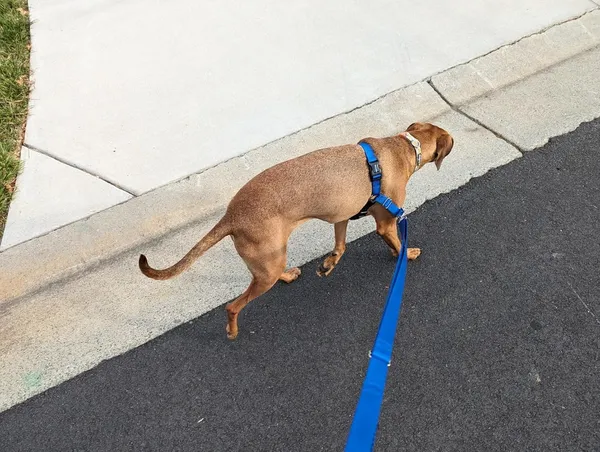 Green_Premium_No-Pull_Dog_Harness_With_Leash_|_Adjustable_Halter_Harness_|_Stop_Pulling_Instantly_|_Front-Leash_Attachment_For_Easy_Control_For_Dogs