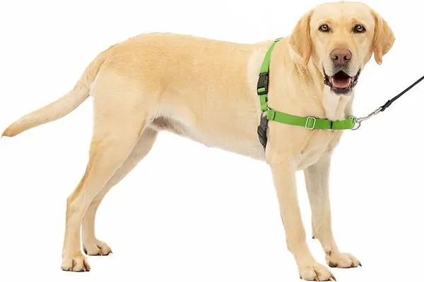 Green_Premium_No-Pull_Dog_Harness_With_Leash_|_Adjustable,_Comfortable,_And_Durable_|_Stop_Pulling_Instantly_|_Front-Leash_Attachment_For_Easy_Control_For_Dogs