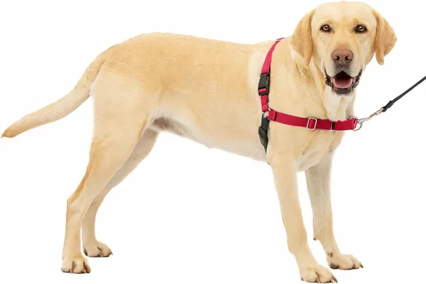 Red_Premium_No-Pull_Dog_Harness_With_Leash_|_Adjustable_Dog_Halter_Harness_|_Stop_Pulling_Instantly_|_Front-Leash_Attachment_For_Easy_Control_For_Dogs