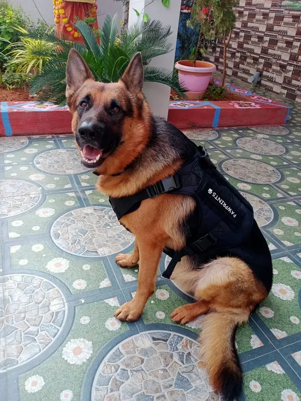 Tactical_Black_Tactical_Dog_Harness_No-Pull_Pet_Harness_Adjustable_Outdoor_Pet_Vest_Military_Standard_Material_Vest_For_Dogs_Easy_Control_Dog_Belt_For_Dogs