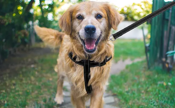 Black_No_Pull_Dog_Harness_|_Step_In_Reflective_Dog_Collar_Harness_And_Leash_Combo_For_Dogs_-_Collar_+_Leash_+_Harness