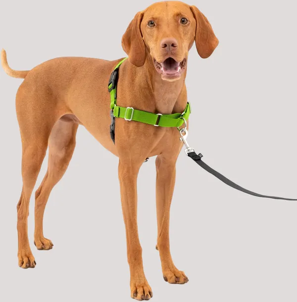 Green_Premium_No-Pull_Dog_Harness_With_Leash_|_Adjustable_Halter_Harness_|_Stop_Pulling_Instantly_|_Front-Leash_Attachment_For_Easy_Control_For_Dogs