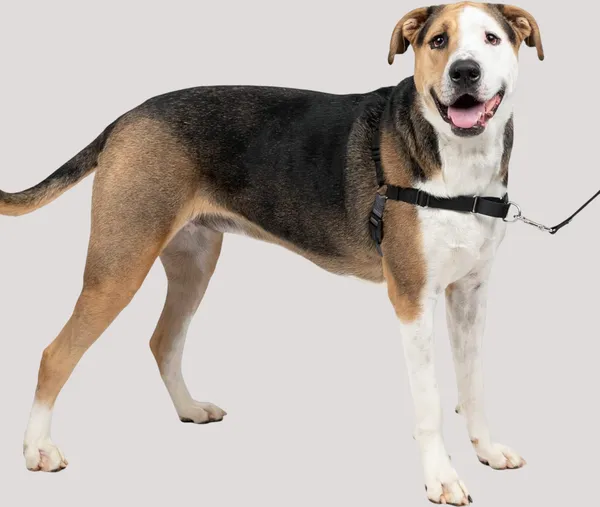 Black_Premium_No-Pull_Dog_Harness_With_Leash_|_Adjustable_Halter_Harness_|_Stop_Pulling_Instantly_|_Front-Leash_Attachment_For_Easy_Control_For_Dogs