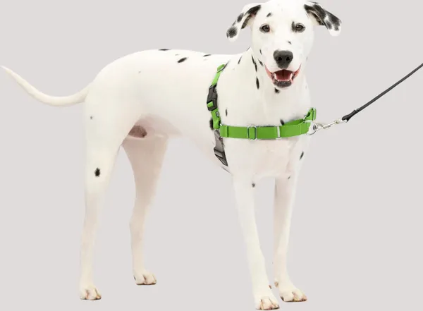 Green_Premium_No-Pull_Dog_Harness_With_Leash_|_Adjustable_Halter_Harness_|_Stop_Pulling_Instantly_|_Front-Leash_Attachment_For_Easy_Control_For_Dogs