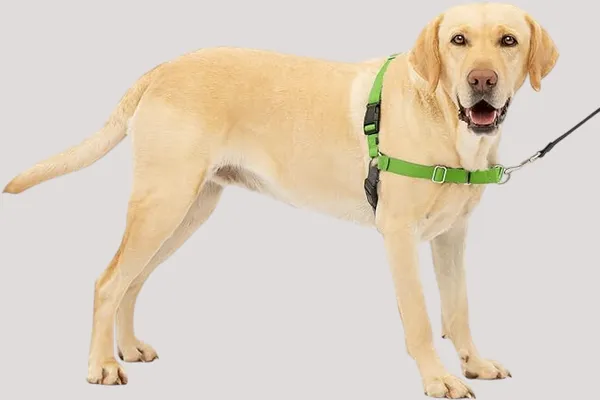 Green_Premium_No-Pull_Dog_Harness_With_Leash_|_Adjustable,_Comfortable,_And_Durable_|_Stop_Pulling_Instantly_|_Front-Leash_Attachment_For_Easy_Control_For_Dogs