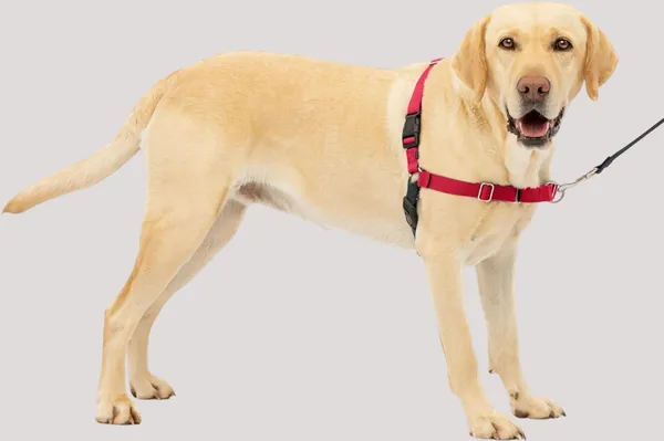 Red_Premium_No-Pull_Dog_Harness_With_Leash_|_Adjustable_Dog_Halter_Harness_|_Stop_Pulling_Instantly_|_Front-Leash_Attachment_For_Easy_Control_For_Dogs