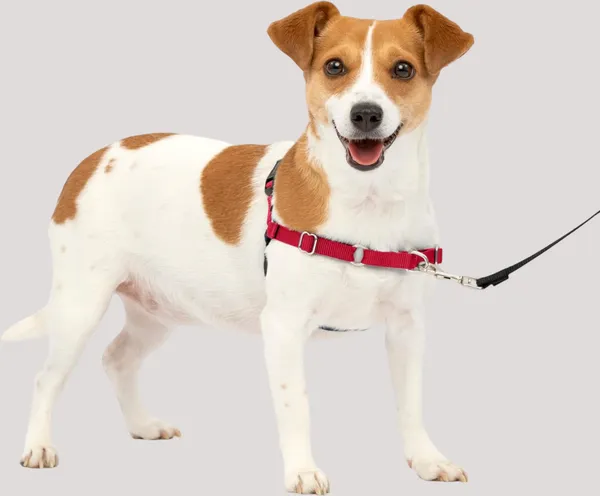 Red_Premium_No-Pull_Dog_Harness_With_Leash_|_Adjustable,_Comfortable,_And_Durable_|_Stop_Pulling_Instantly_|_Front-Leash_Attachment_For_Easy_Control_For_Dogs